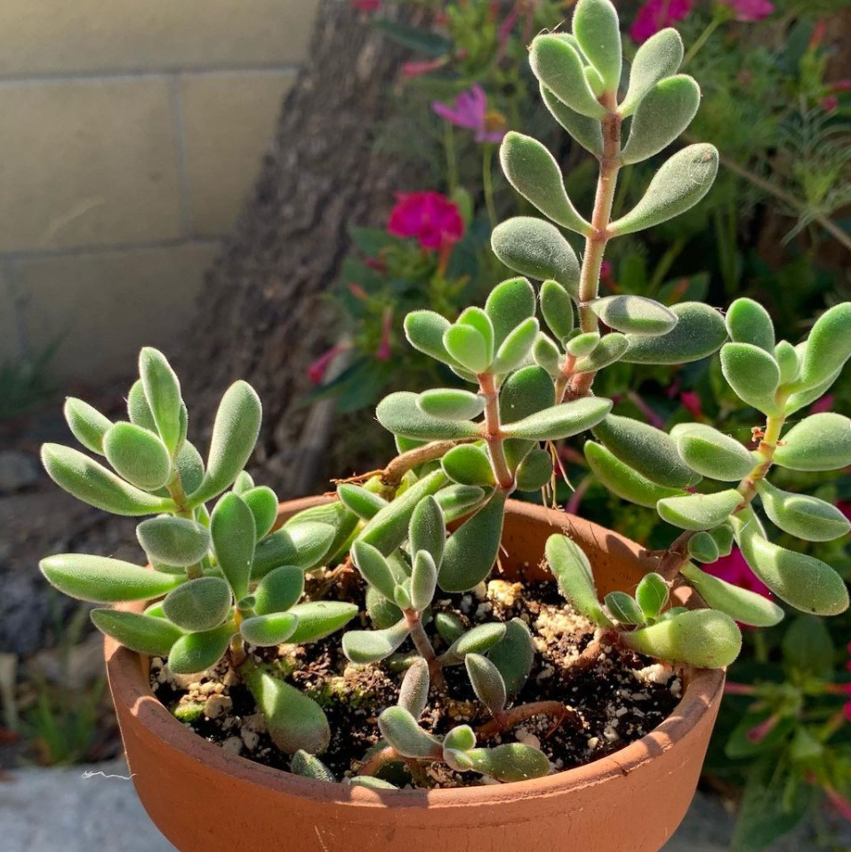 Crassula rogersii