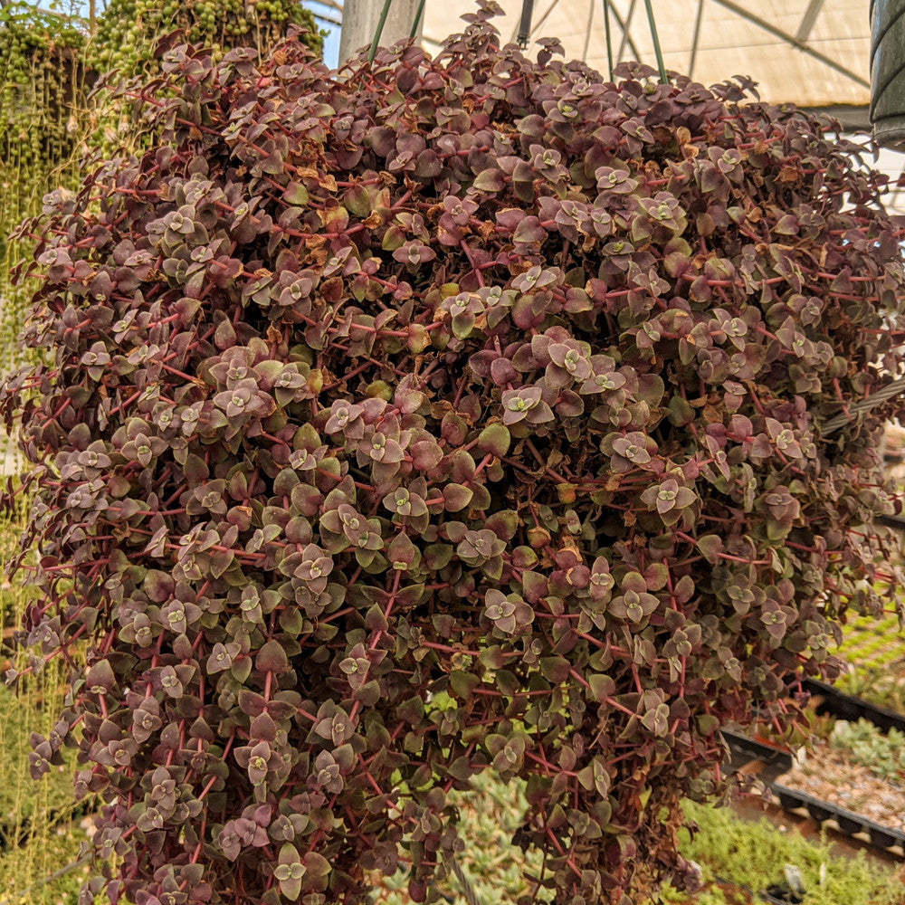 Crassula pellucida ssp. marginalis f. rubra