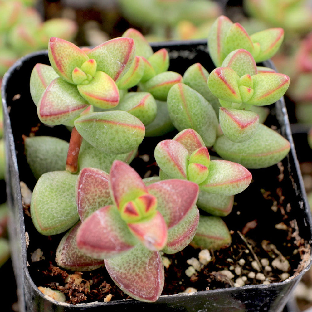 Crassula rupestris var. monticola