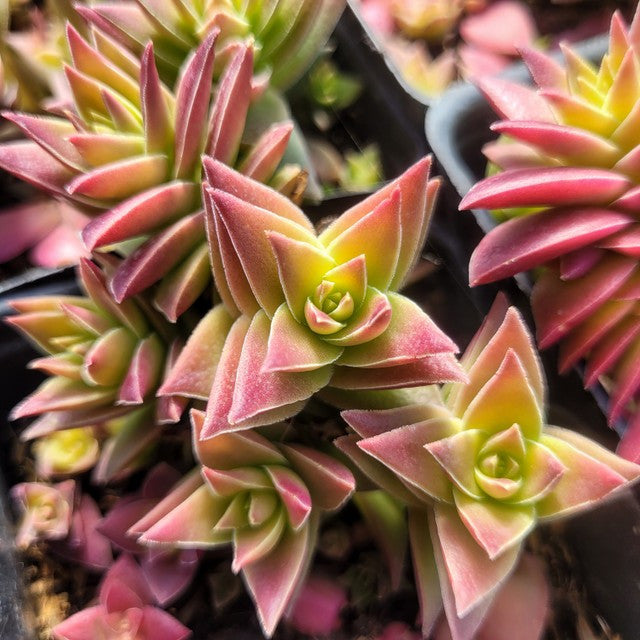 Crassula corymbulosa - Shark's Tooth