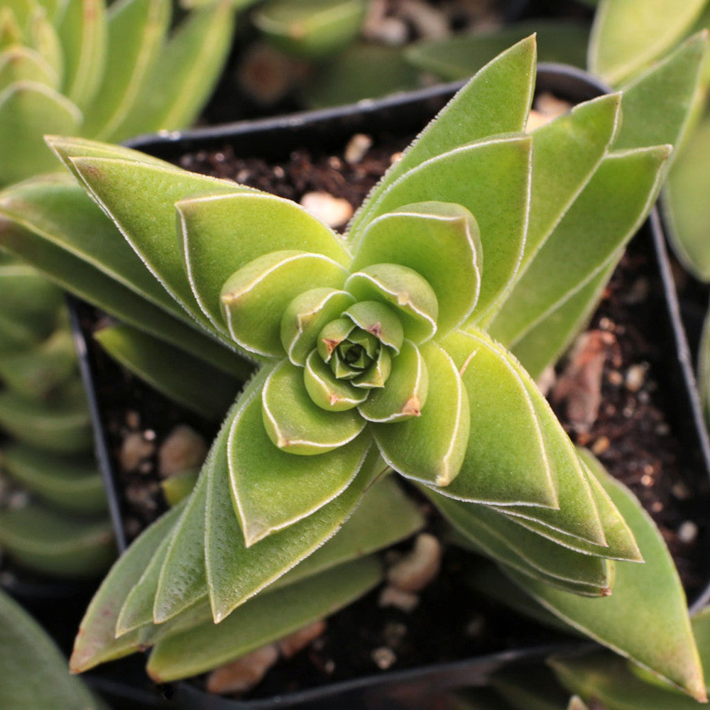 Crassula corymbulosa - Shark's Tooth