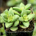 Crassula 'Springtime'
