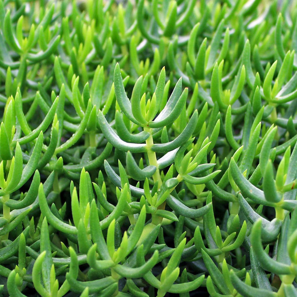 Crassula tetragona - Miniature Pine Tree