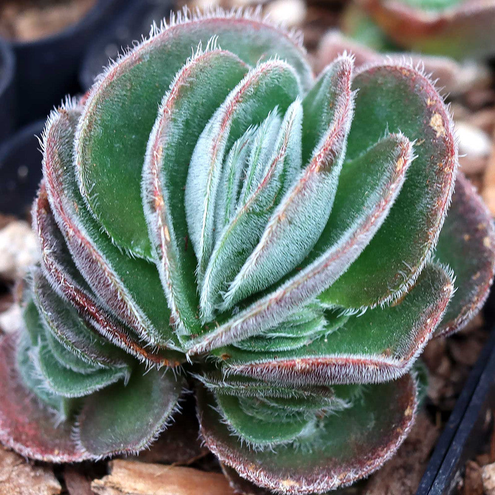 Crassula tomentosa - Woolly Crassula