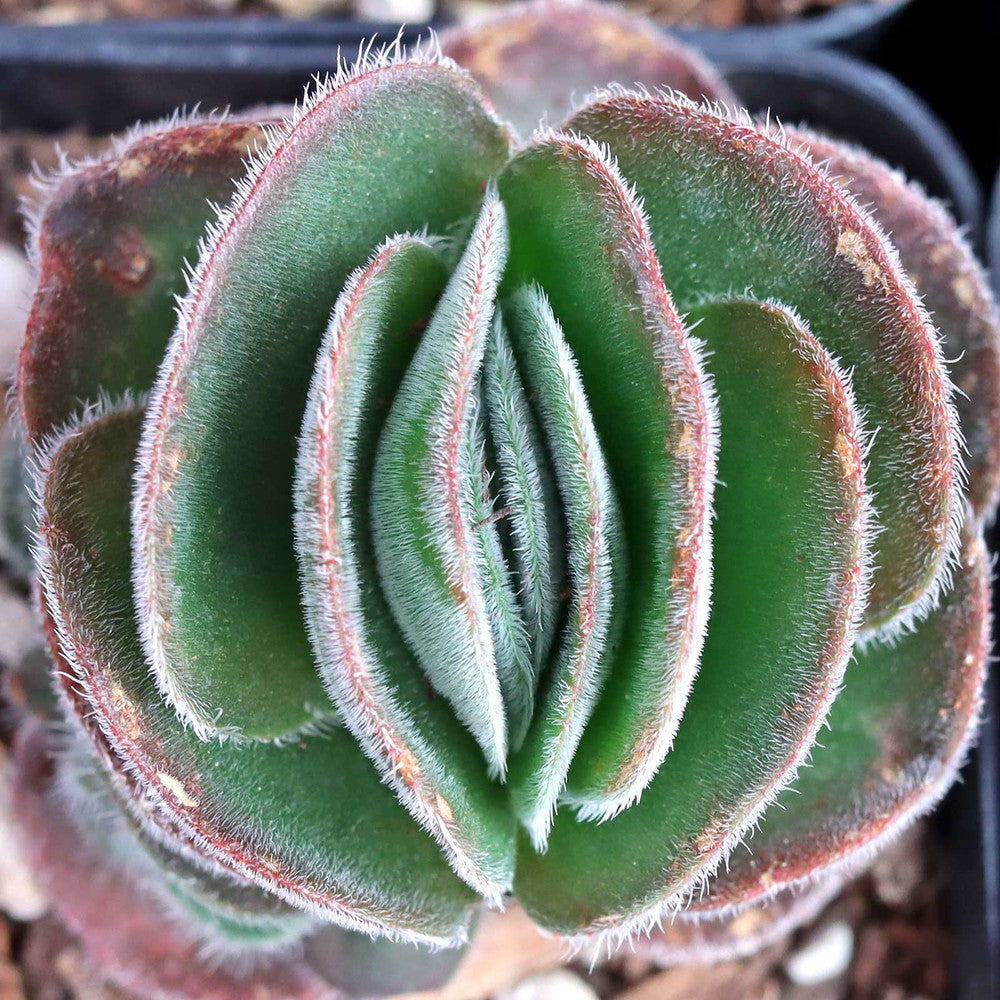 Crassula tomentosa - Woolly Crassula