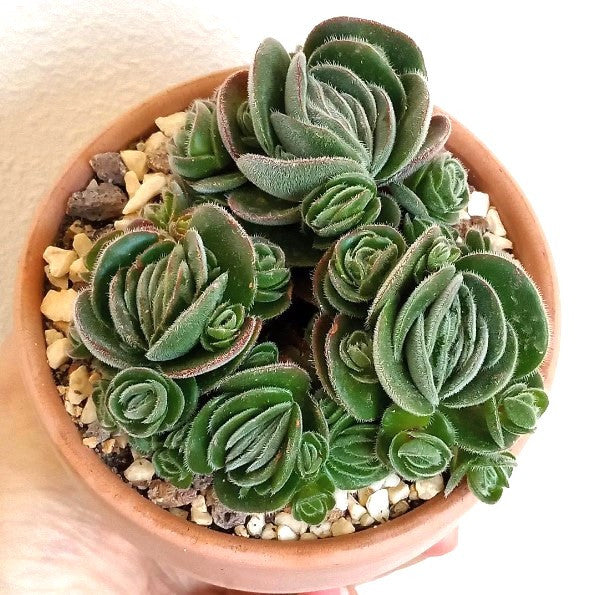 Crassula tomentosa - Woolly Crassula