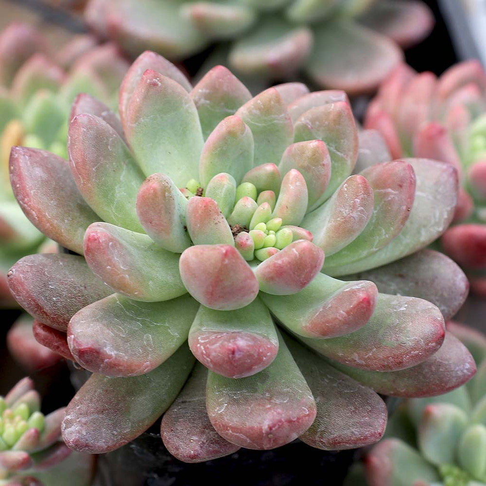 Cremneria 'Expatriata'