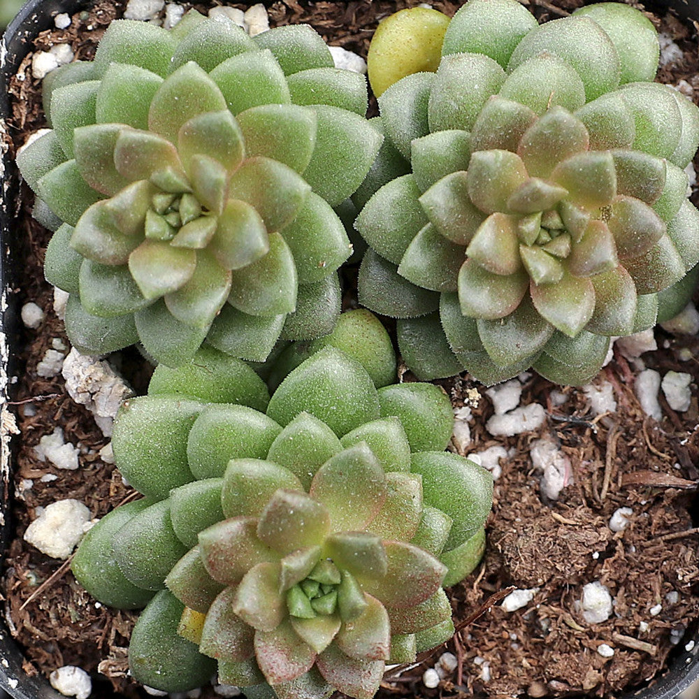 Cremnosedum 'Little Gem'