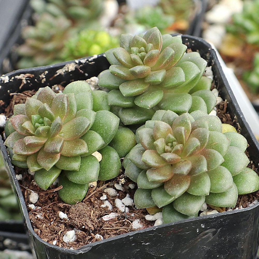 Cremnosedum 'Little Gem'