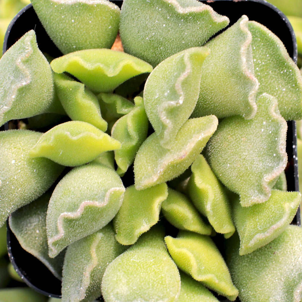 Adromischus cristatus - Crinkle-Leaf Plant