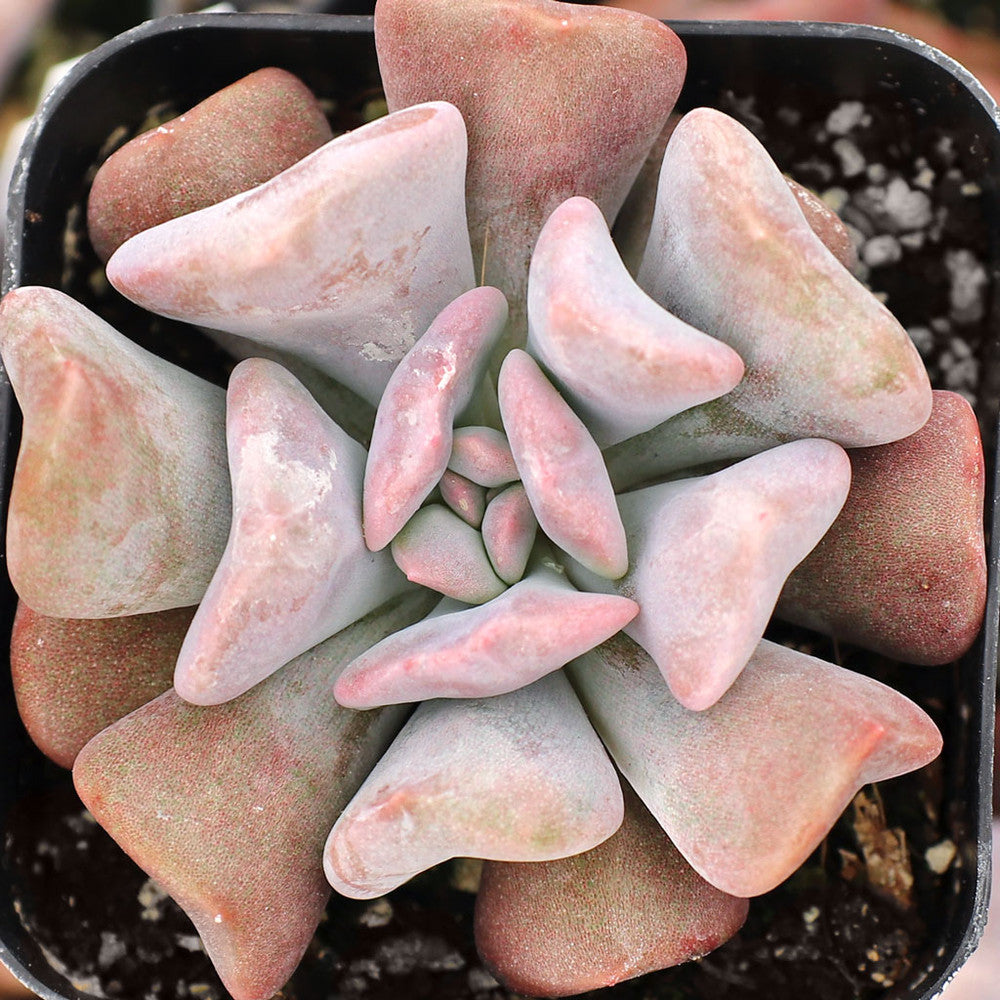 Echeveria 'Cubic Frost'™