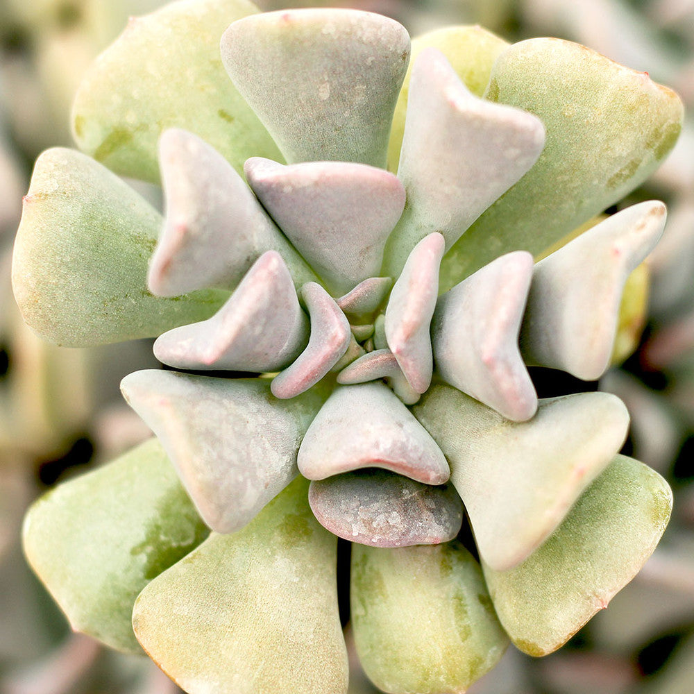 Echeveria 'Cubic Frost'™