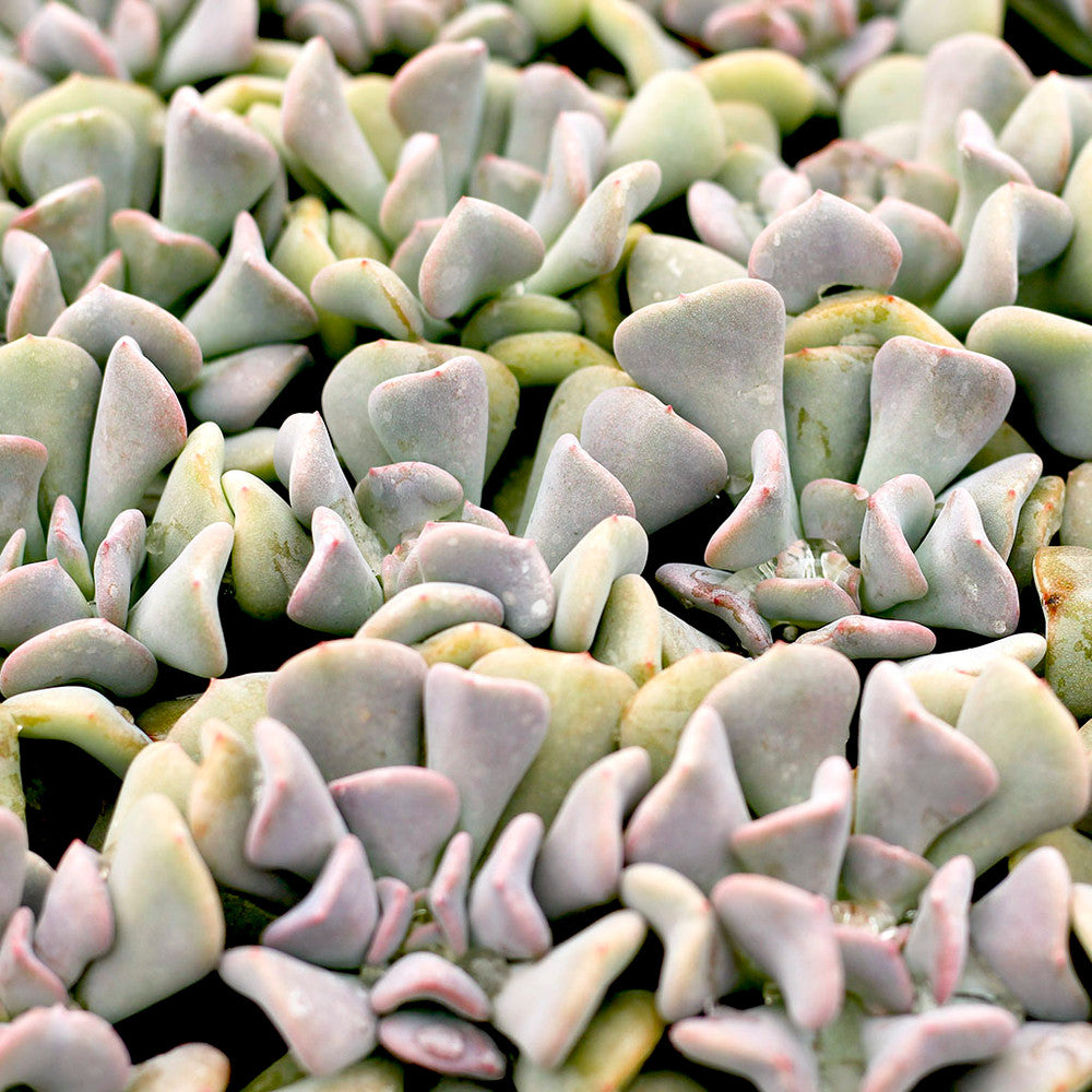 Echeveria 'Cubic Frost'™