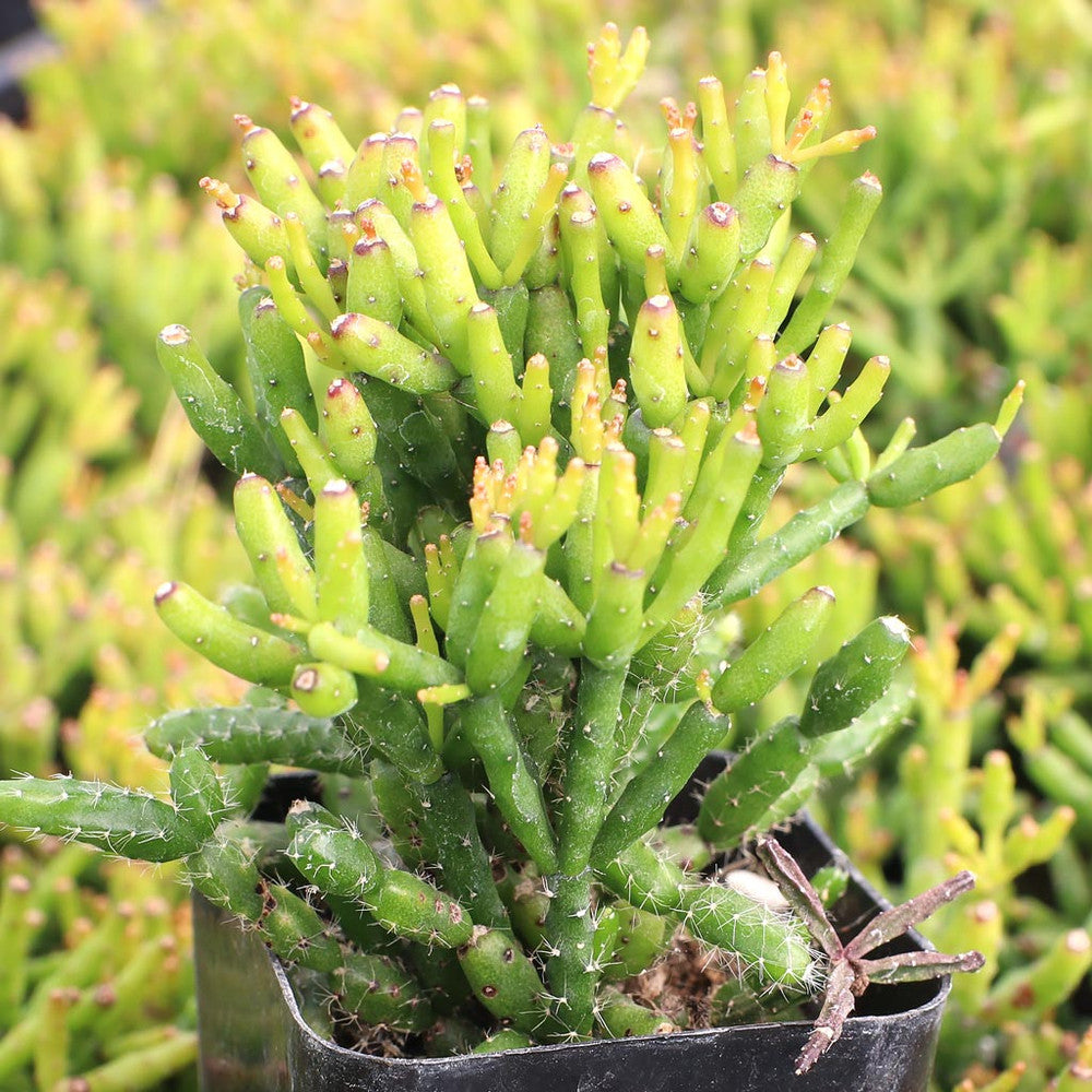 Hatiora salicornioides - Dancing Bones Cactus