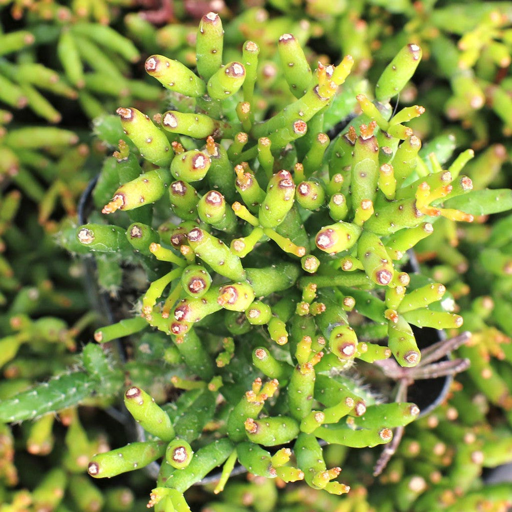 Hatiora salicornioides - Dancing Bones Cactus