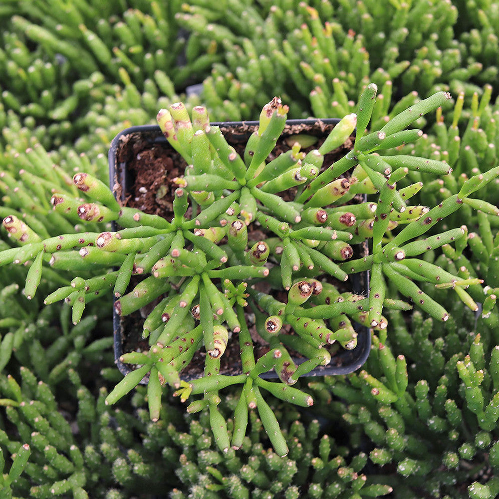 Hatiora salicornioides - Dancing Bones Cactus