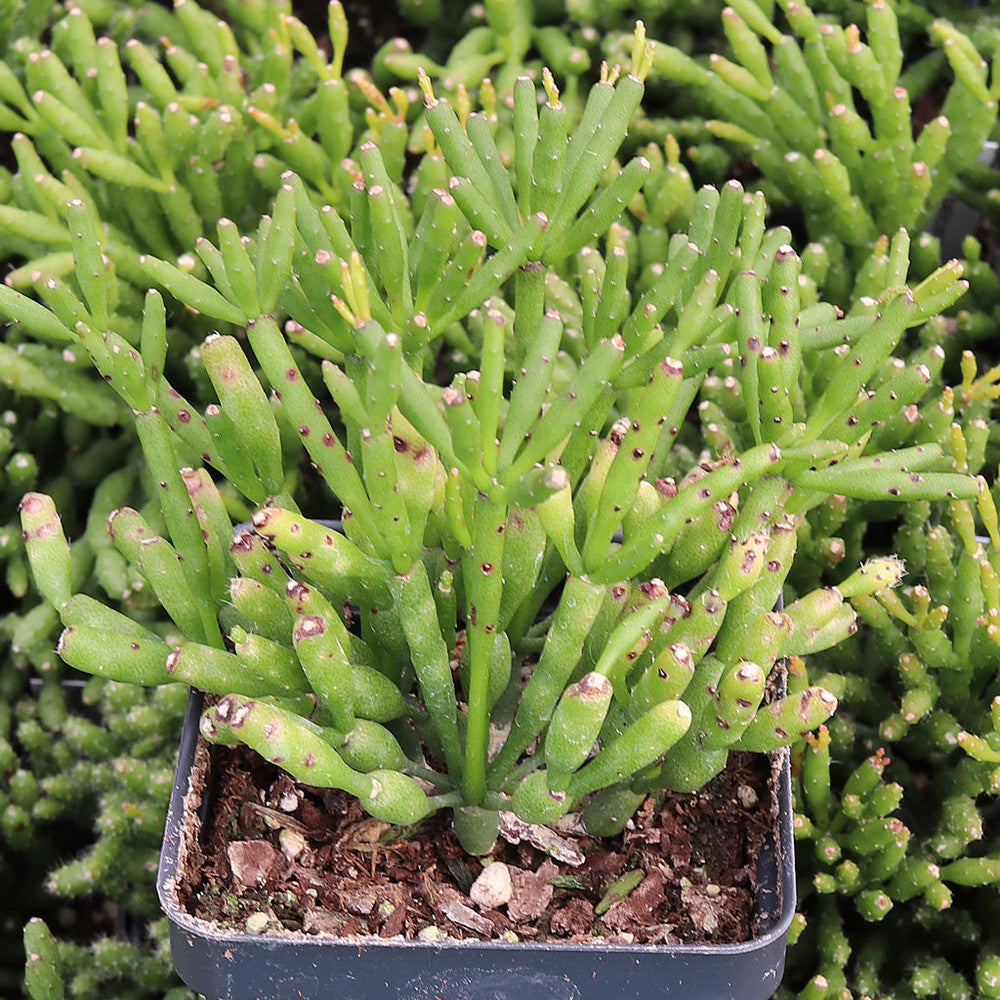Hatiora salicornioides - Dancing Bones Cactus