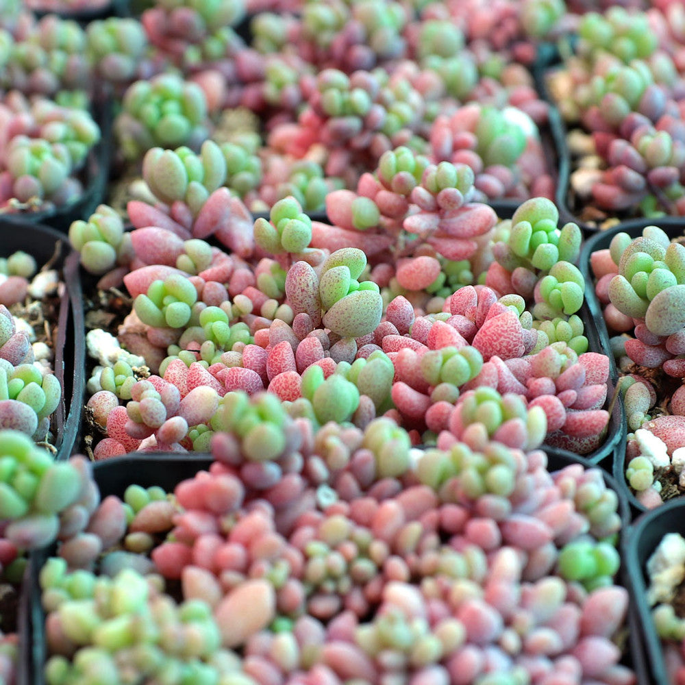 Sedum dasyphyllum - Corsican Stonecrop