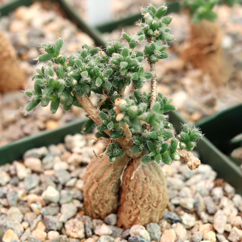 Trichodiadema bulbosum - African Bonsai [caudex] [large]
