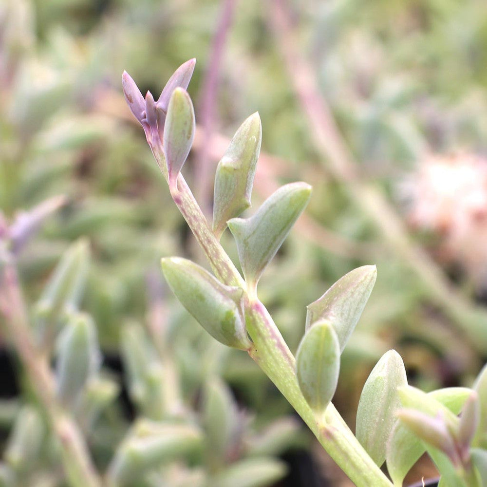 Senecio peregrinus - String of Dolphins