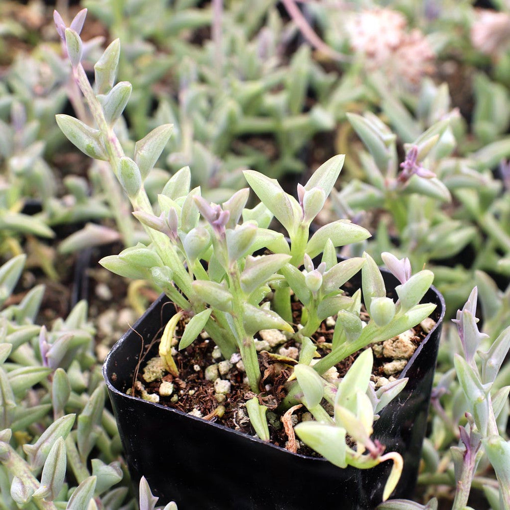 Senecio peregrinus - String of Dolphins