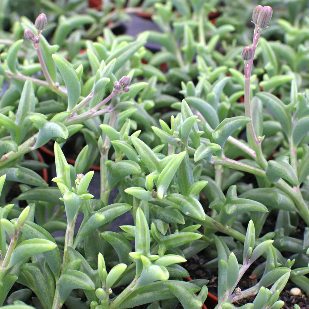 Senecio peregrinus - String of Dolphins