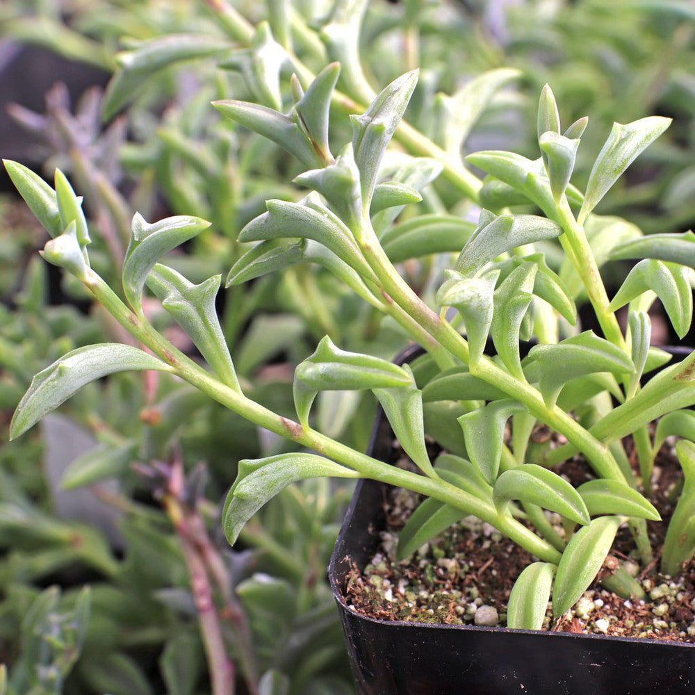 Senecio peregrinus - String of Dolphins