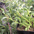 Senecio peregrinus - String of Dolphins