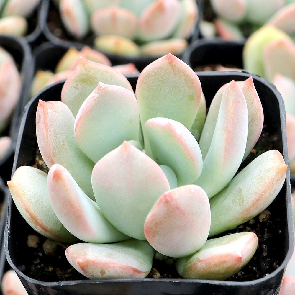 Graptoveria 'A Grim One'