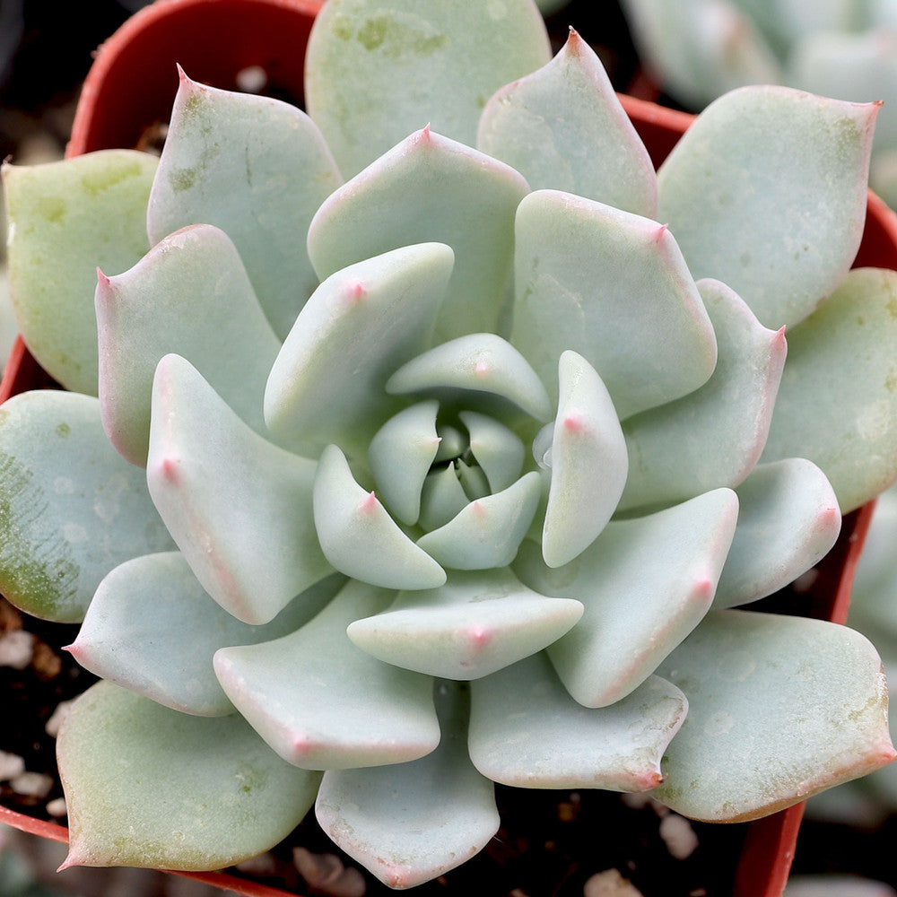 Echeveria 'Azulita'