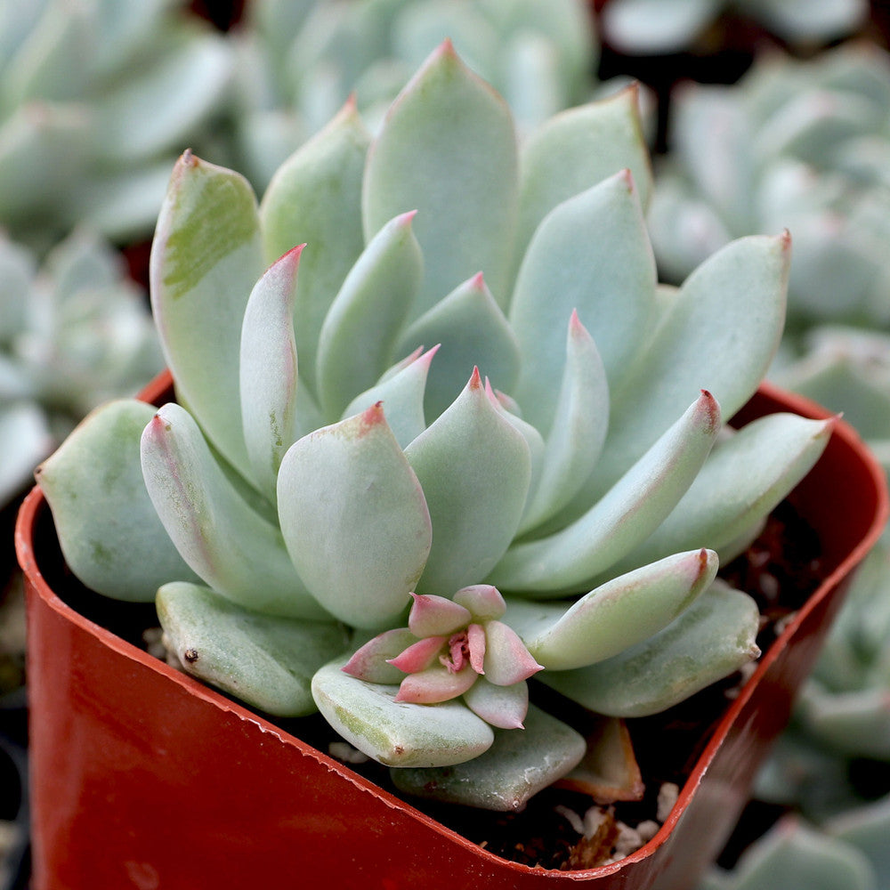 Echeveria 'Azulita'