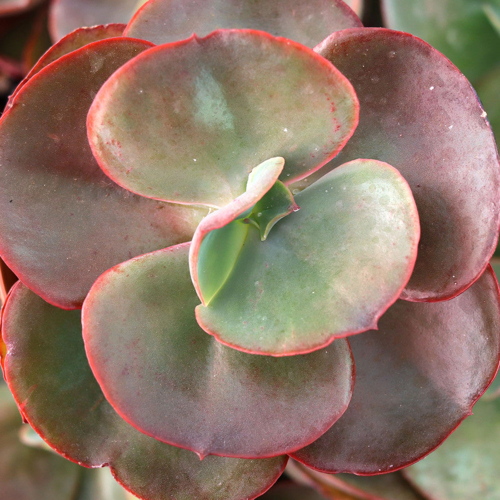 Echeveria 'Big Red' [large]