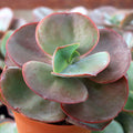 Echeveria 'Big Red' [large]