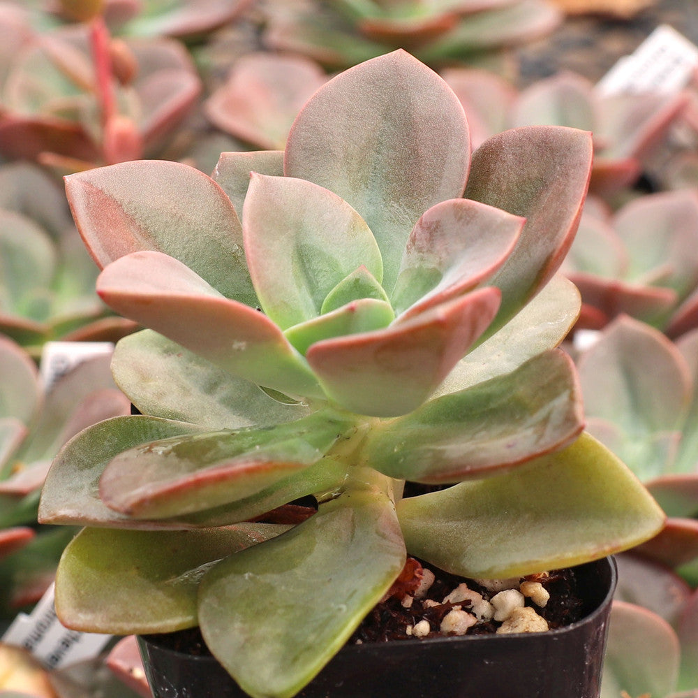 Echeveria 'Chroma'
