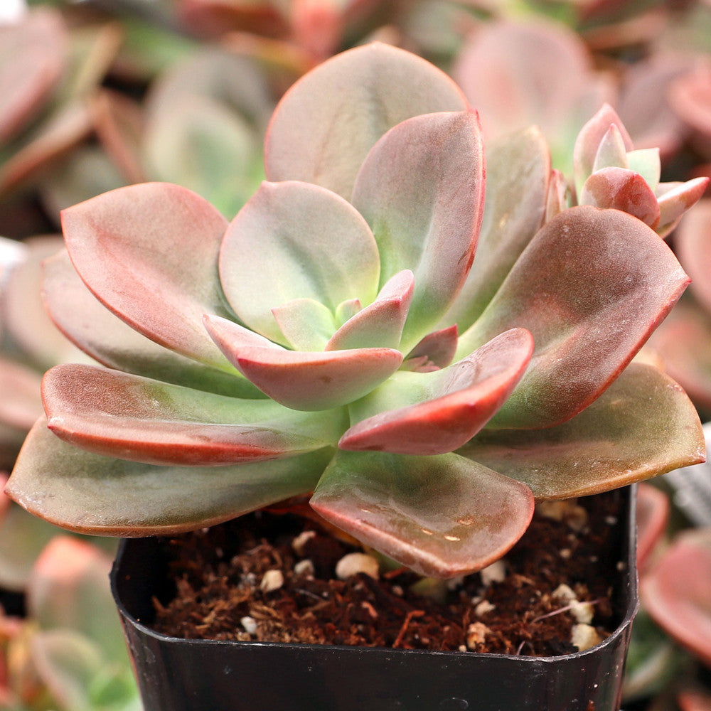 Echeveria 'Chroma'