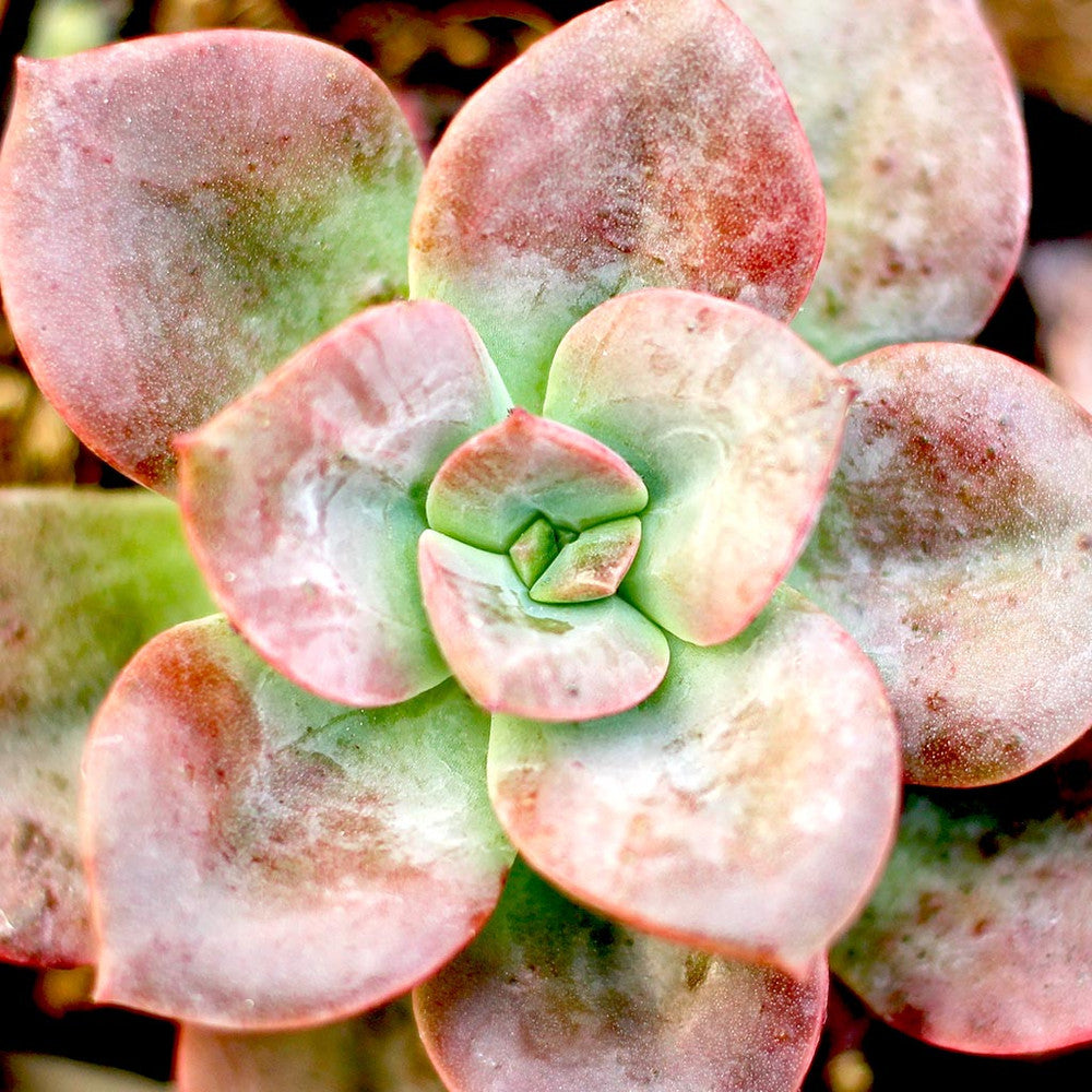 Echeveria 'Chroma'