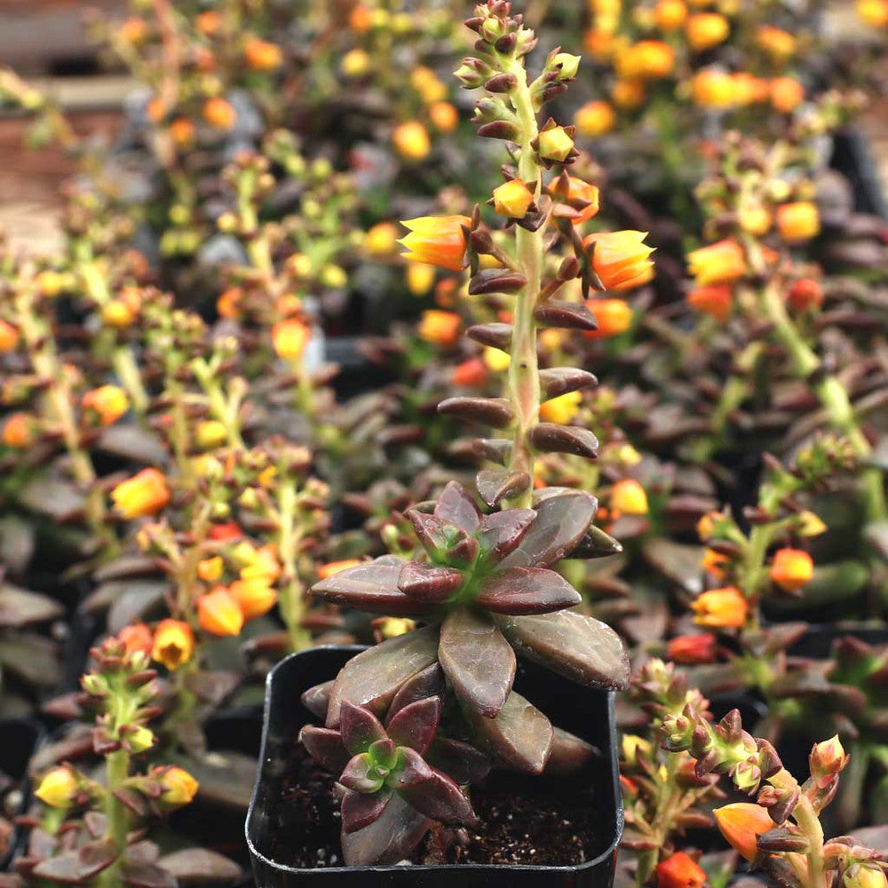 Echeveria compressicaulis [exclusive]
