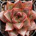 Echeveria purpusorum 'Dionysos'