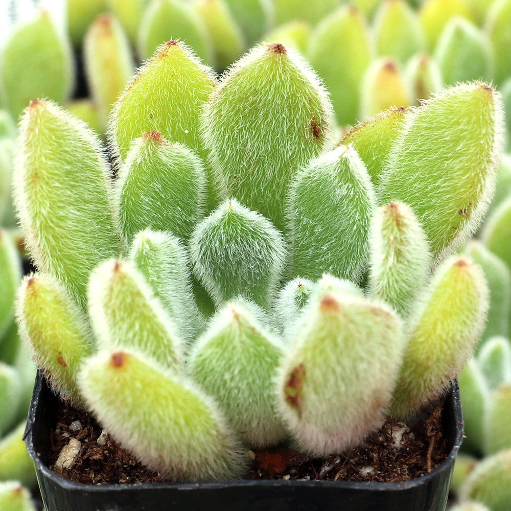 Echeveria 'Doris Taylor' - Woolly Rose