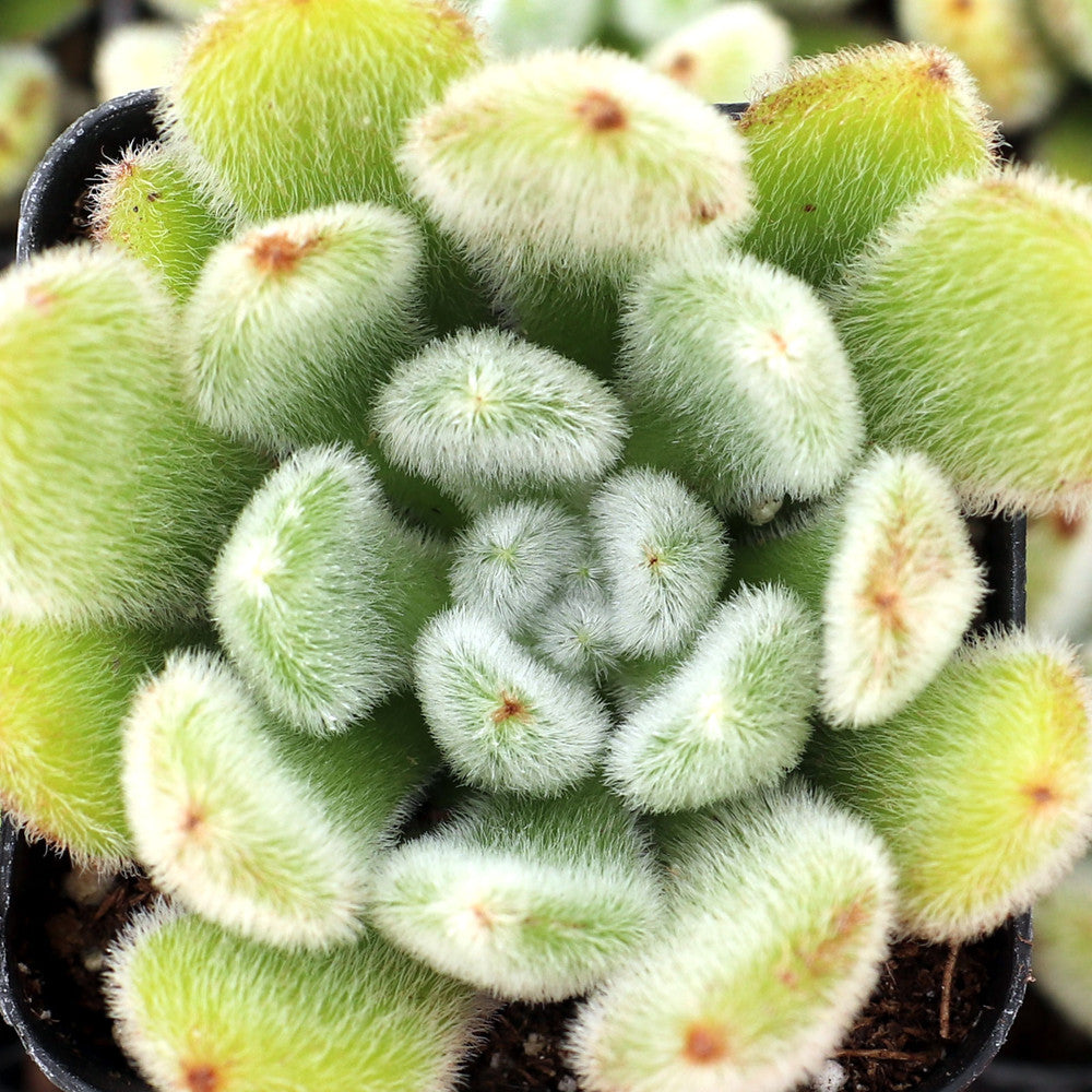 Echeveria 'Doris Taylor' - Woolly Rose