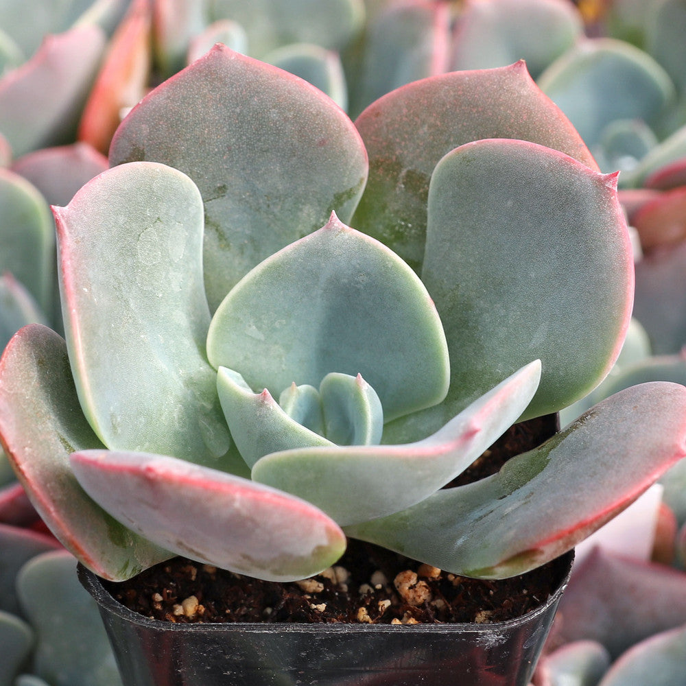 Echeveria 'Dusty Rose'