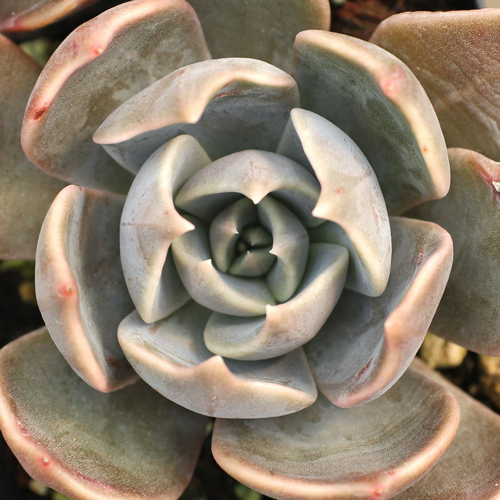 Echeveria 'Marrom' [exclusive]