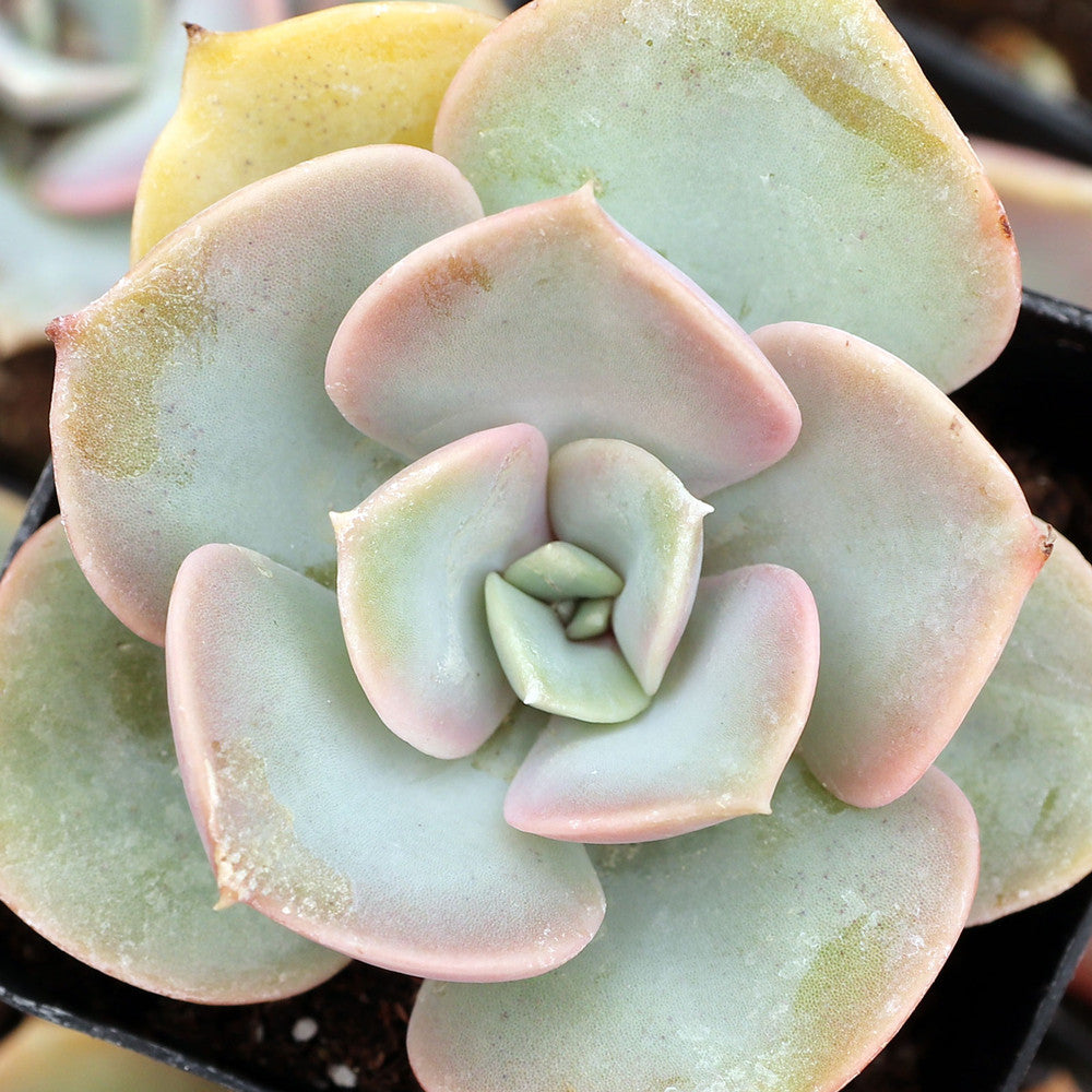 Echeveria 'Green Pearl'