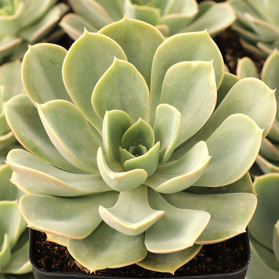 Echeveria 'Green Pearl'