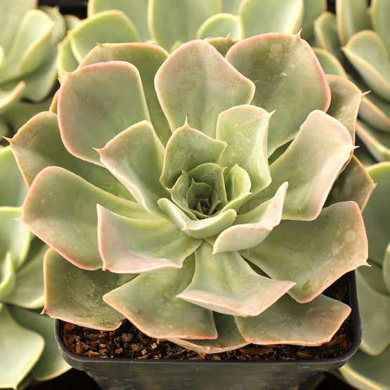 Echeveria 'Green Pearl'