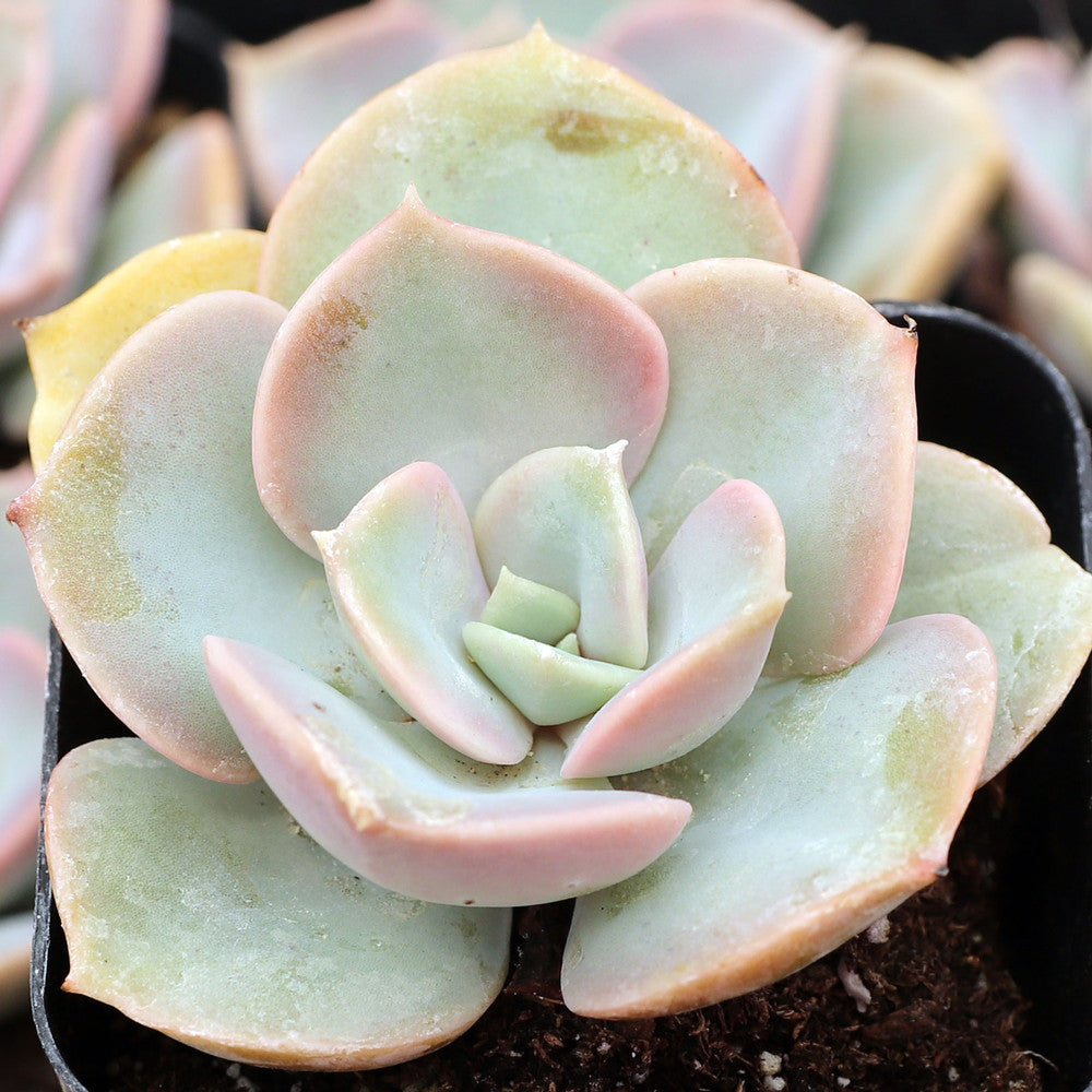 Echeveria 'Green Pearl'