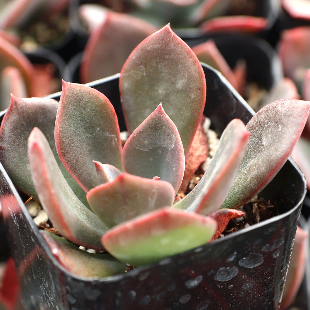 Echeveria 'Hanaikada'