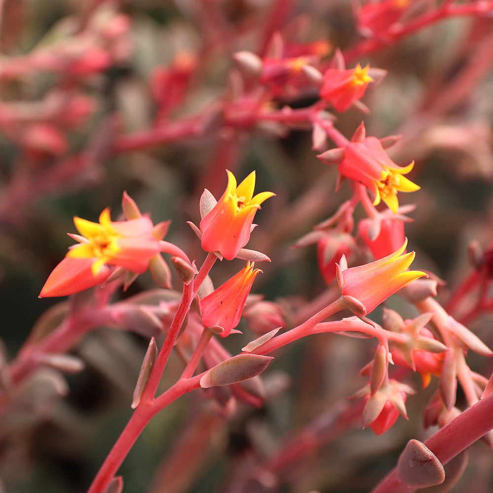 Echeveria 'Hanaikada'