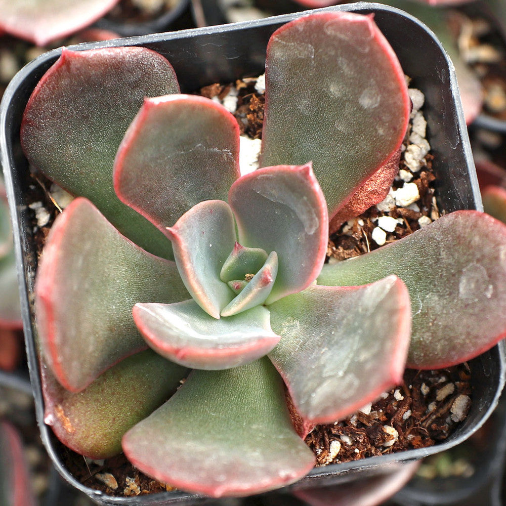 Echeveria 'Hanaikada'