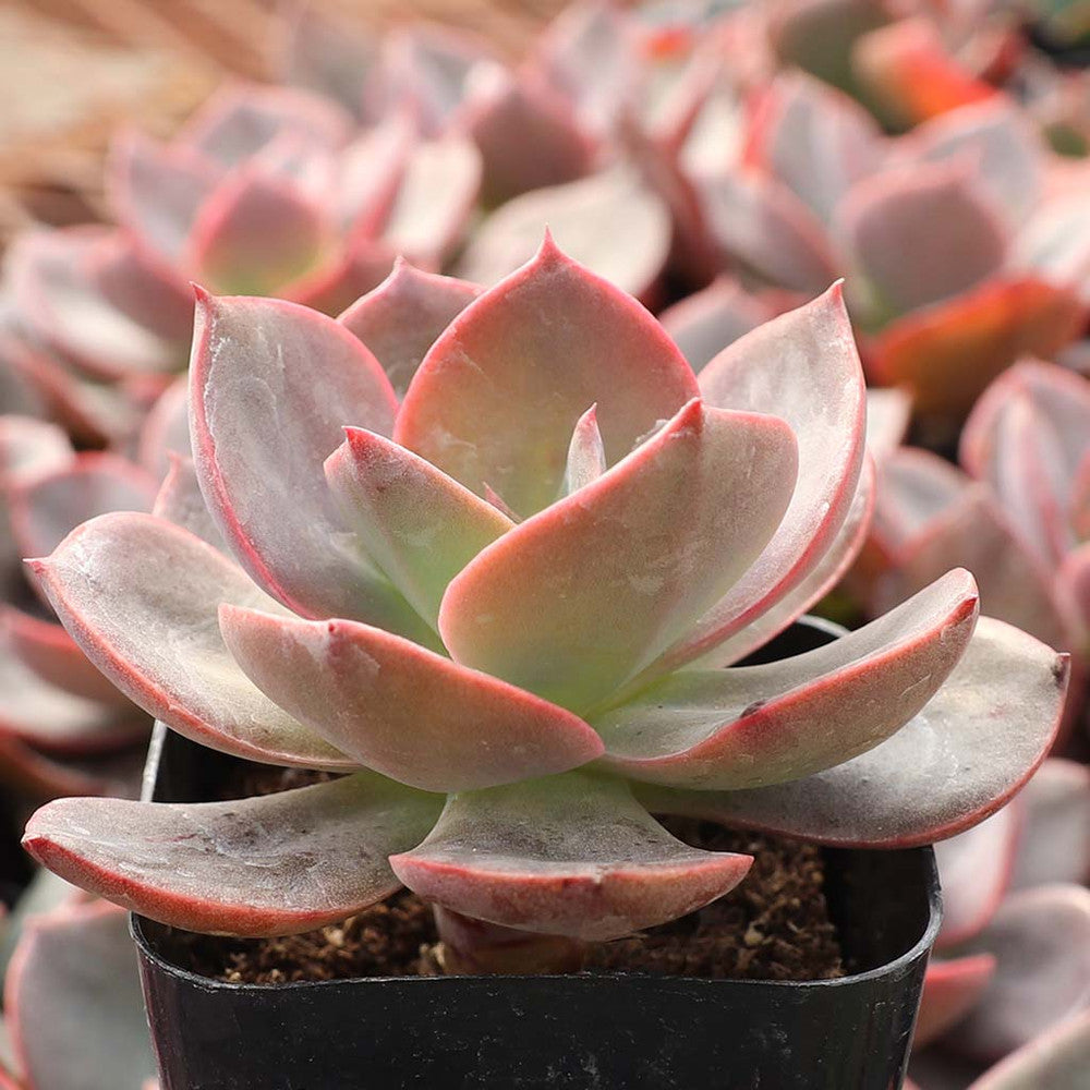 Echeveria 'Hanaikada'